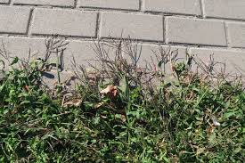 Image result for Digitaria gymnostachys