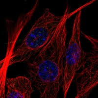 The atlas data sources are available as the dti_rat_atlas project on nitrc. Proteine Atlas Rat New Cell Atlas Shows Subcellular Distribution Of 12 000 The Testes Have The Highest Number Of Unique Proteins Followed By The Brain And The Liver The Researchers Found Reihanhijab