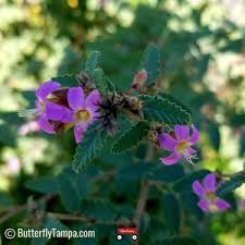 Image result for Melochia melissifolia