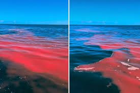 Ominous blood-like substance off Aussie coast after 9,000 animals die