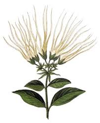 Image result for Strophanthus