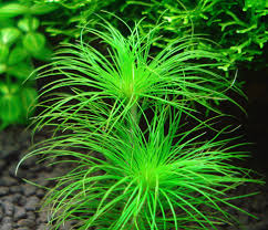 Image result for Eriocaulaceae