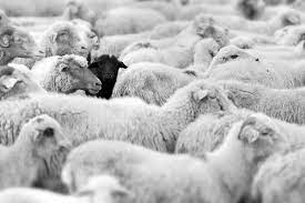 Farm Pop Why Being A Black Sheep Is A Bad Thing And Other Ag Idioms Explained Black Sheep Sheep Black Sheep Of The Family