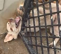 Unyielding Spirit: The Harrowing Tale of a Trapped Dog's ...