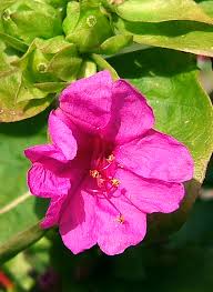 Image result for Mirabilis jalapa