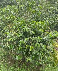 Image result for Coffea salvatrix