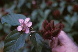 Image result for Bixaceae