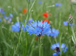We did not find results for: Hd Wallpaper Blue Flowers Cornflower Blossom Bloom Sky Blue Light Blue Wallpaper Flare