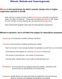 Comparing meiosis and mitosis worksheets teaching. Mitosis Meiosis And Gametogenesis Pdf Free Download