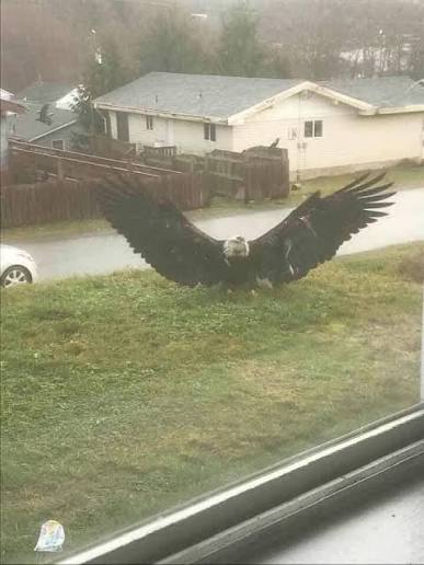 A Giant Eagle Was Photographed. It Is Huge 😱