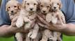Labradoodle Puppies For Sale - Labradoodles | Greenfield ...