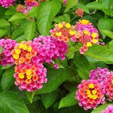 Use them as a ground cover in sunny, dry areas or in rock gardens. Pin On Gardening