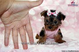 Micro teacup puppies for sale. Tiny Micro Teacup Yorkie Puppies In Las Vegas For Sale In Las Vegas Nevada Classified Americanlisted Com