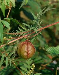 Image result for Cardiospermum halicacabum