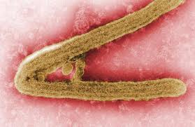 Aug 22, 2020 · ebola virus and marburg virus are difficult to diagnose because early signs and symptoms resemble those of other diseases, such as typhoid and malaria. A Marburg Virus Treatment Approach Is Identified Microbiology