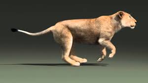 Lioness Run Cycle Animation Animated Animals Body Mechanics Animation Animation