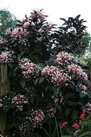 However, there are so many types of bedding plants available that selecting the right plants can feel a little daunting. 7 My Planted Plants Ideas Plants Planting Flowers Palm Trees Landscaping