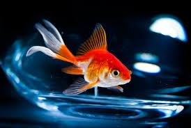 Liverpool 14 Aug 2017 Europawire Scientists At The Universities Of Liverpool And Oslo Have Uncovered The Sec Goldfish Aquarium Accessories Pet Warehouse