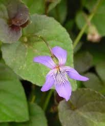 Viola Labradorica Labrador Violet From American Beauties Small Purple Flowers Native Plants Plants