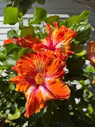 Image result for Hibiscus mechowii