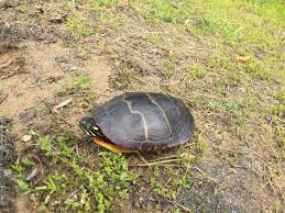 More images for dark grey kitchen cabinet images painted turtle » Naturalist S Corner Painted Turtles Wareham