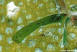 Image result for Thalassia hemprichii