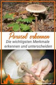 Kleine Pilzkunde Grafiklieschen Pilze Pflanzen Feengarten