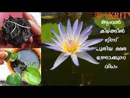 Pin On Garden Prakruti