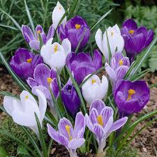 The flowers of the scilla plants are purple, pink, blue, and white. Crocus Bulbs Blue Moon Mix Buy Crocus Bulbs In Bulk At Edenbrothers Com