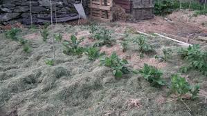Maybe you would like to learn more about one of these? Grass Is Useful Stuff Allotment Garden Diary