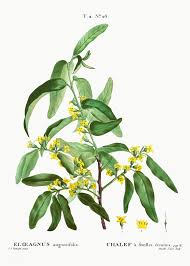 Russian Olive Elaeagnus Angustifolia From Traite Des Arbres Et Arbustes Que L On Cultive En France En Pleine T Botanical Artwork Illustration Digital Flowers