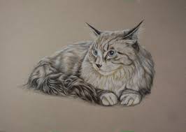See more ideas about drawings, pencil drawings, color pencil art. Photo To Portrait Beautiful Coloured Pencil Cat Portraits Clarkpaintings
