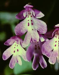 Image result for Summerhayesia