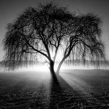 Arbol Luminoso Black And White Landscape Black And White Photographs White Photography
