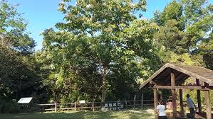 Image result for Vernicia montana