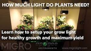 Plants require this energy in order to grow, bloom and produce seed. How Much Light Do My Plants Need Timelapse Grow And Yield Results Youtube