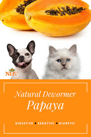Let's build it most naturally with natural ingredients used. Inulin Pk For Dogs Cat Care Support Dog Holistic Dog