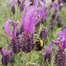 Use these 22 proven flowers to attract bees to your pollinator garden in your backyard. What You Can Do To Help The Honeybees Bee Friendly Flowers Kinsale Mead Co
