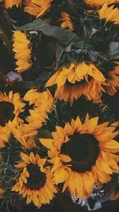 We did not find results for: A Good Wallpaper Sunflower Wallpaper Sunflower Iphone Wallpaper Flower Phone Wallpaper