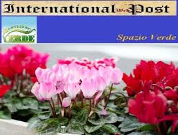 Sono tante le ricorrenze e le occasioni i fiori per compleanno sono sempre un regalo sorprendente, dolce e gradito per chiunque lo riceva. Il Ciclamino Il Fiore Che Ama Il Freddo Da Allegria E Colore Al Nostro Inverno International Web Post International Web Post
