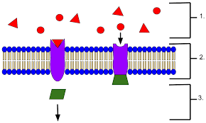 Maybe you would like to learn more about one of these? Receptor Biochemistry Wikipedia