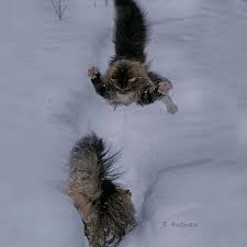 The norwegian forest cat is a mystical breed, originally thought of as fairy cat. 30 Pics Of Finnish Cats Living Their Best Winter Life Bored Panda