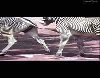 Zebra ejaculates - LuxureTV
