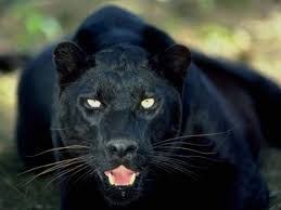 Panter Resmi Ile Ilgili Gorsel Sonucu Hayvanlar Hayvan Panter