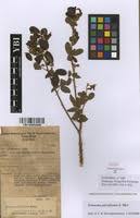 Image result for Eriosema parviflorum