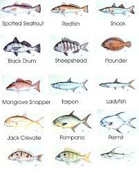 Saltwater Fishing Chart Ruggedthugruggedthug Saltwater Fishing Fish Chart Sea Fish