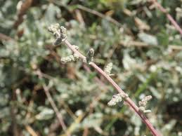 Image result for Atriplex halimus