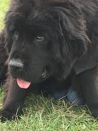Look at pictures of puppies in indiana who need a home. Newfoundland Puppies Breeder In Ohio Horner Newfoundlands
