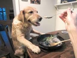 Certain types of diets are better for different ages. Vegan Dog Food Recipes The Vegan Alternative For Your Canine Friend