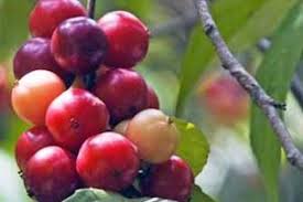 Maybe you would like to learn more about one of these? Pijit Dulu Sebelum Makan Rukam Satu Harapan